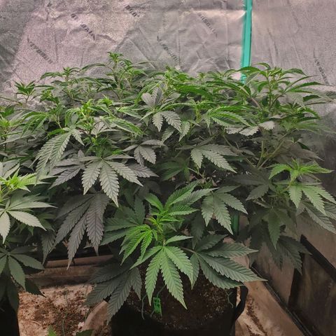 Vanilla Drip 1🍦 [6/24] growlog timeline photo