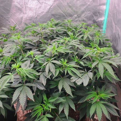 Vanilla Drip 1🍦 [6/24] growlog timeline photo