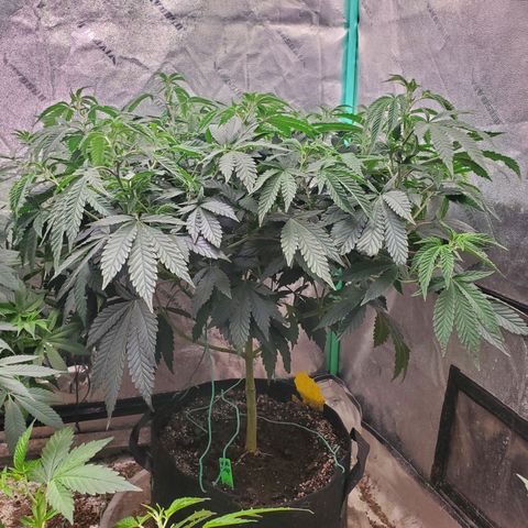 Vanilla Drip 1🍦 [6/24] growlog timeline photo