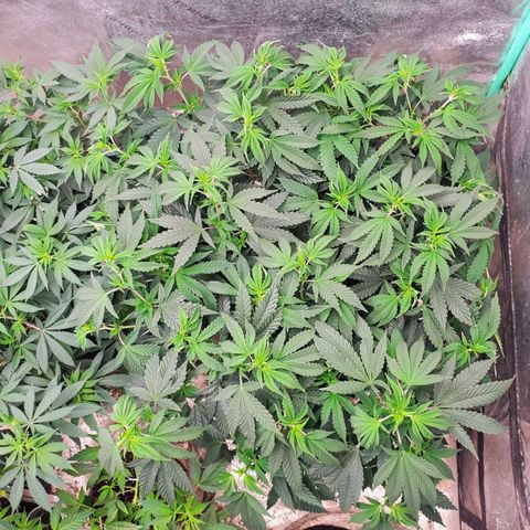 Vanilla Drip 1🍦 [6/24] growlog timeline photo