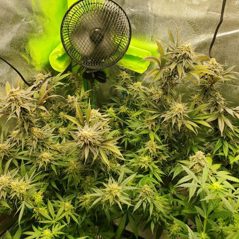 Scooby Snacks 1i 🐕 [4/15] growlog timeline photo