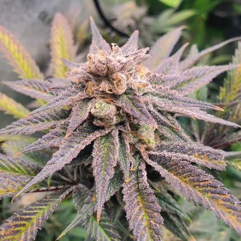 Scooby Snacks 1i 🐕 [4/15] growlog timeline photo