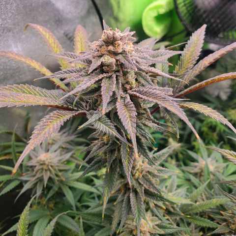 Scooby Snacks 1i 🐕 [4/15] growlog timeline photo