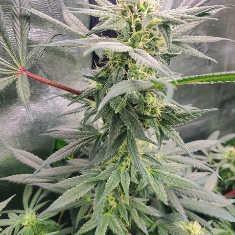 Dragon Mints 4💥 [4/29] growlog timeline photo