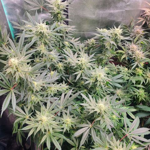 Dragon Mints 4💥 [4/29] growlog timeline photo