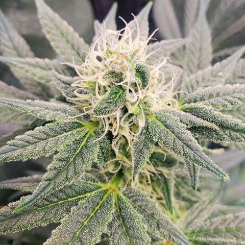 Dragon Mints 4💥 [4/29] growlog timeline photo