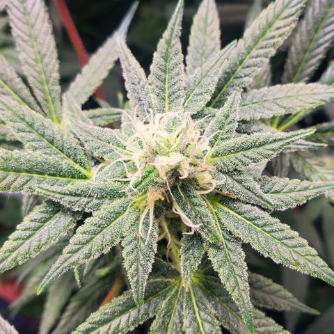 Dragon Mints 4💥 [4/29] growlog timeline photo