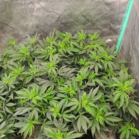 Vanilla Drip 1🍦 [6/24] growlog timeline photo