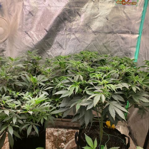 Vanilla Drip 1🍦 [6/24] growlog timeline photo