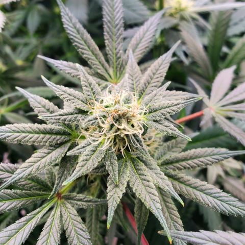 Dragon Mints 4💥 [4/29] growlog timeline photo