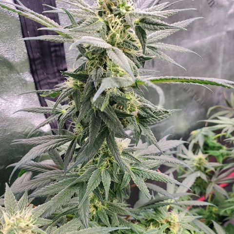 Dragon Mints 4💥 [4/29] growlog timeline photo