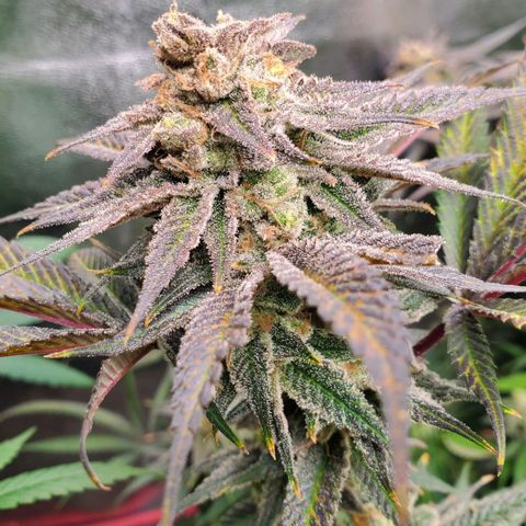 Scooby Snacks 1i 🐕 [4/15] growlog timeline photo