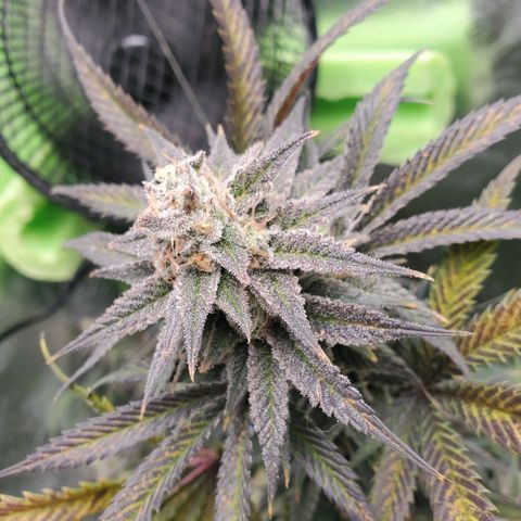 Scooby Snacks 1i 🐕 [4/15] growlog timeline photo