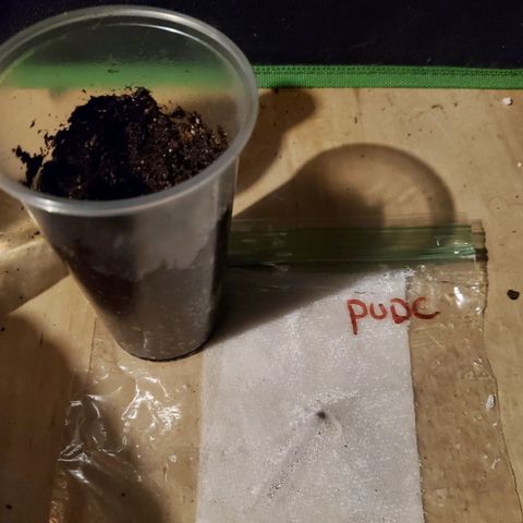 Pineapple Upside Down Cake 🍍 out growlog timeline photo