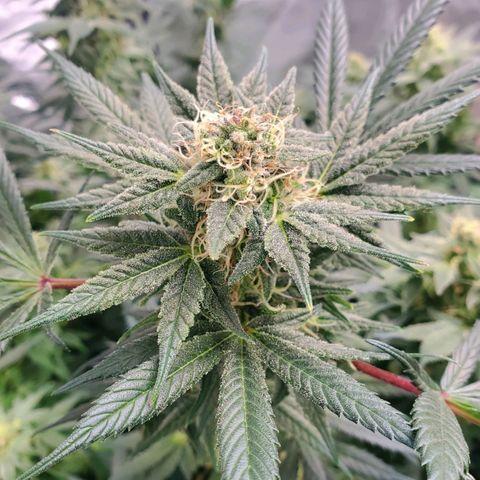 Dragon Mints 4💥 [4/29] growlog timeline photo