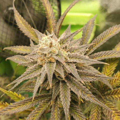 Scooby Snacks 1i 🐕 [4/15] growlog timeline photo
