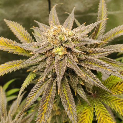Scooby Snacks 1i 🐕 [4/15] growlog timeline photo