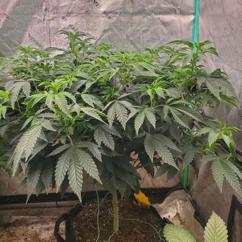 Vanilla Drip 1🍦 [6/24] growlog timeline photo