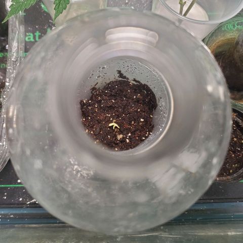 Pineapple Upside Down Cake 🍍 out growlog timeline photo