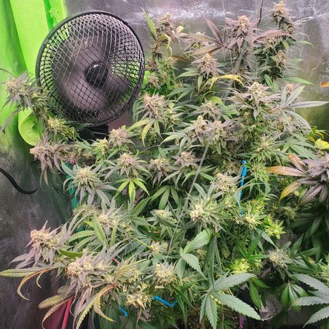 Scooby Snacks 1i 🐕 [4/15] growlog photo: After cutting several tops