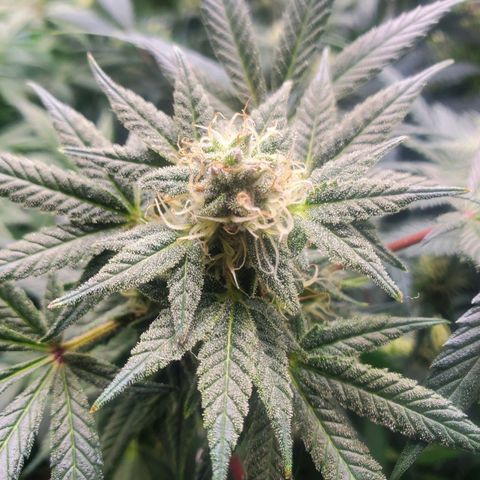 Dragon Mints 4💥 [4/29] growlog timeline photo