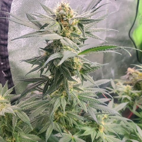 Dragon Mints 4💥 [4/29] growlog timeline photo