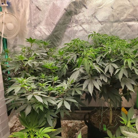 Vanilla Drip 1🍦 [6/24] growlog timeline photo
