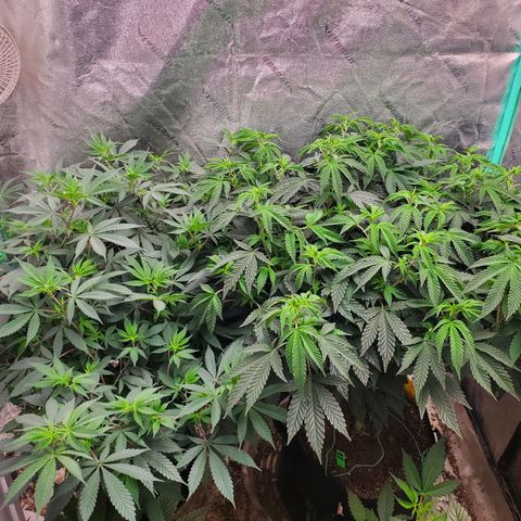 Vanilla Drip 1🍦 [6/24] growlog timeline photo