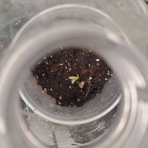 Pineapple Upside Down Cake 🍍 out growlog timeline photo