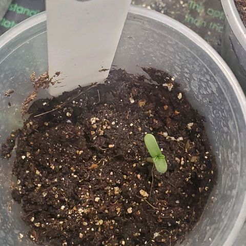Pineapple Upside Down Cake 🍍 out growlog timeline photo