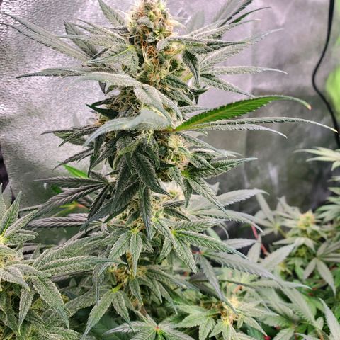 Dragon Mints 4💥 [4/29] growlog timeline photo