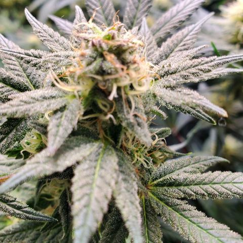 Dragon Mints 4💥 [4/29] growlog timeline photo