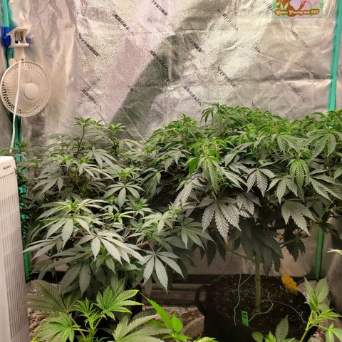 Vanilla Drip 1🍦 [6/24] growlog timeline photo