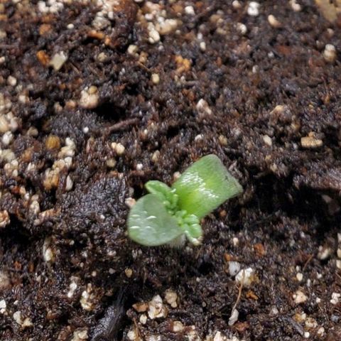 Pineapple Upside Down Cake 🍍 out growlog timeline photo