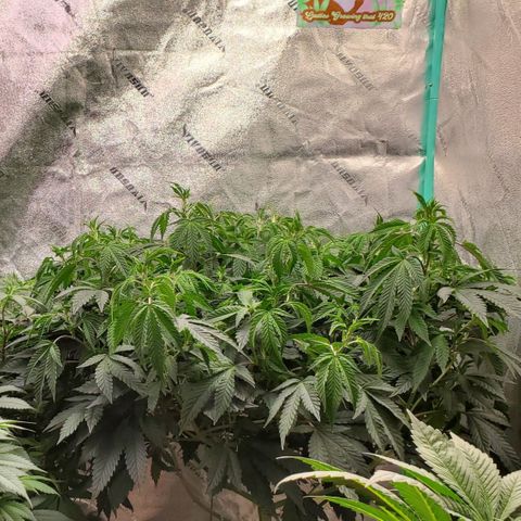 Vanilla Drip 1🍦 [6/24] growlog timeline photo