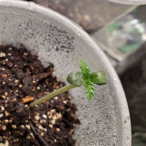 Pineapple Upside Down Cake 🍍 out growlog timeline photo