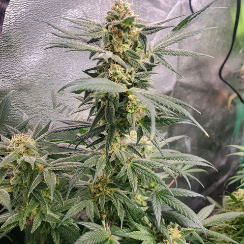 Dragon Mints 4💥 [4/29] growlog timeline photo