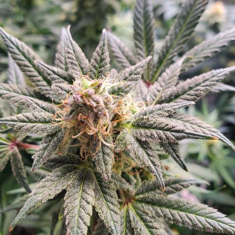 Dragon Mints 4💥 [4/29] growlog timeline photo