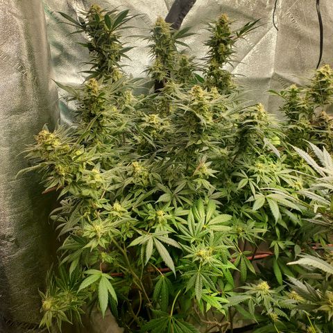 Dragon Mints 4💥 [4/29] growlog timeline photo