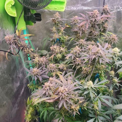 Scooby Snacks 1i 🐕 [4/15] growlog timeline photo