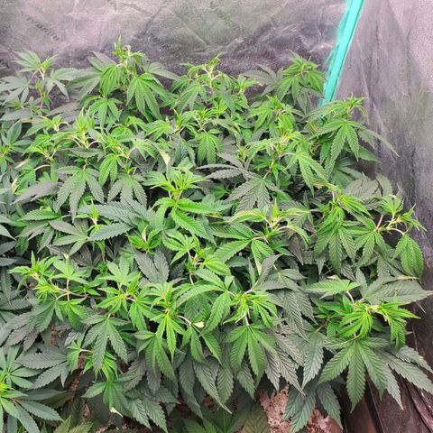 Vanilla Drip 1🍦 [6/24] growlog timeline photo