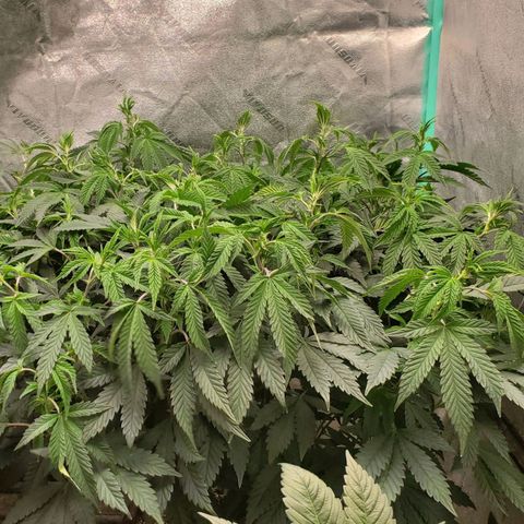 Vanilla Drip 1🍦 [6/24] growlog timeline photo