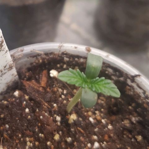 Pineapple Upside Down Cake 🍍 out growlog timeline photo