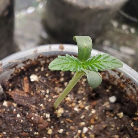 Pineapple Upside Down Cake 🍍 out growlog timeline photo