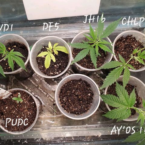 Pineapple Upside Down Cake 🍍 out growlog timeline photo