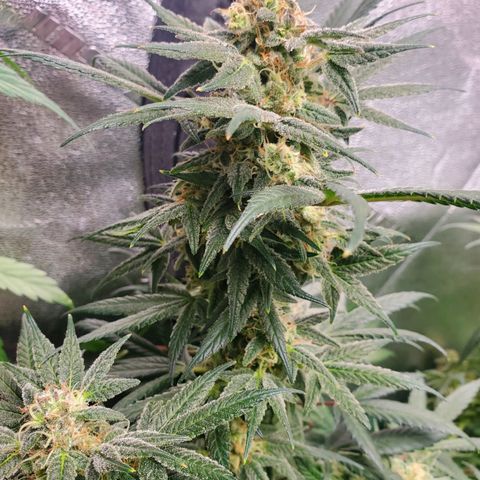 Dragon Mints 4💥 [4/29] growlog timeline photo
