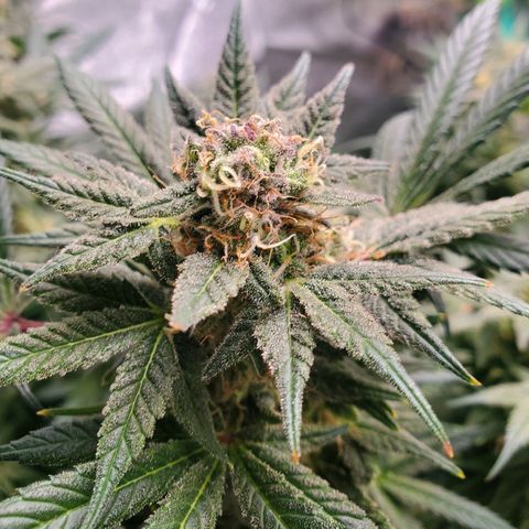 Dragon Mints 4💥 [4/29] growlog timeline photo