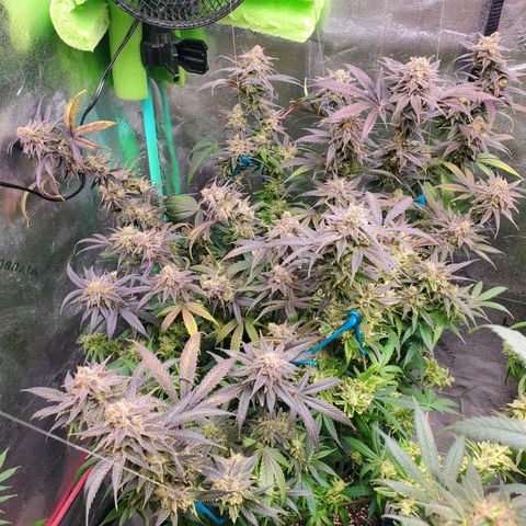 Scooby Snacks 1i 🐕 [4/15] growlog timeline photo
