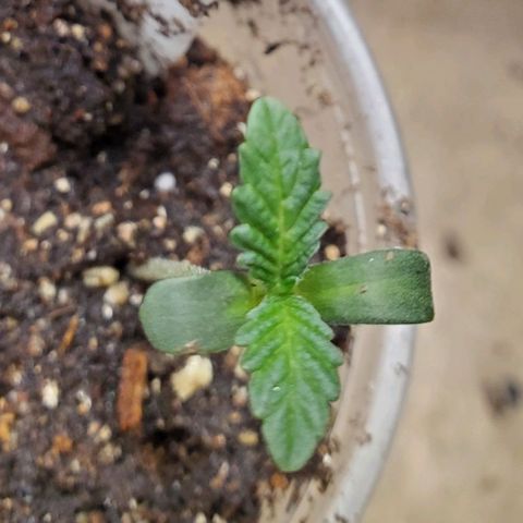 Pineapple Upside Down Cake 🍍 out growlog timeline photo