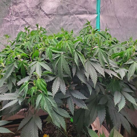 Vanilla Drip 1🍦 [6/24] growlog timeline photo